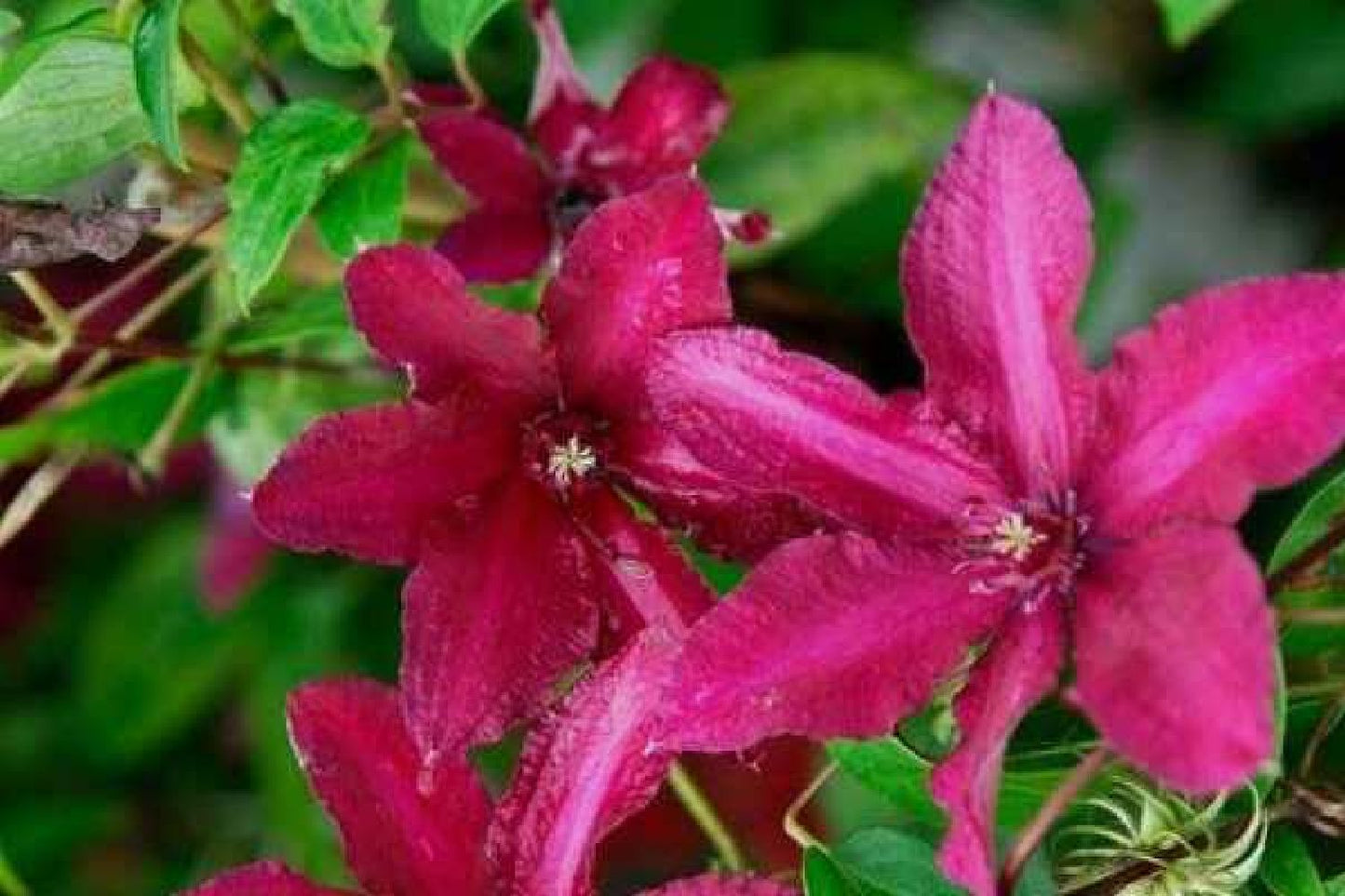 Clematis 'Westerplatte' Waldrebe