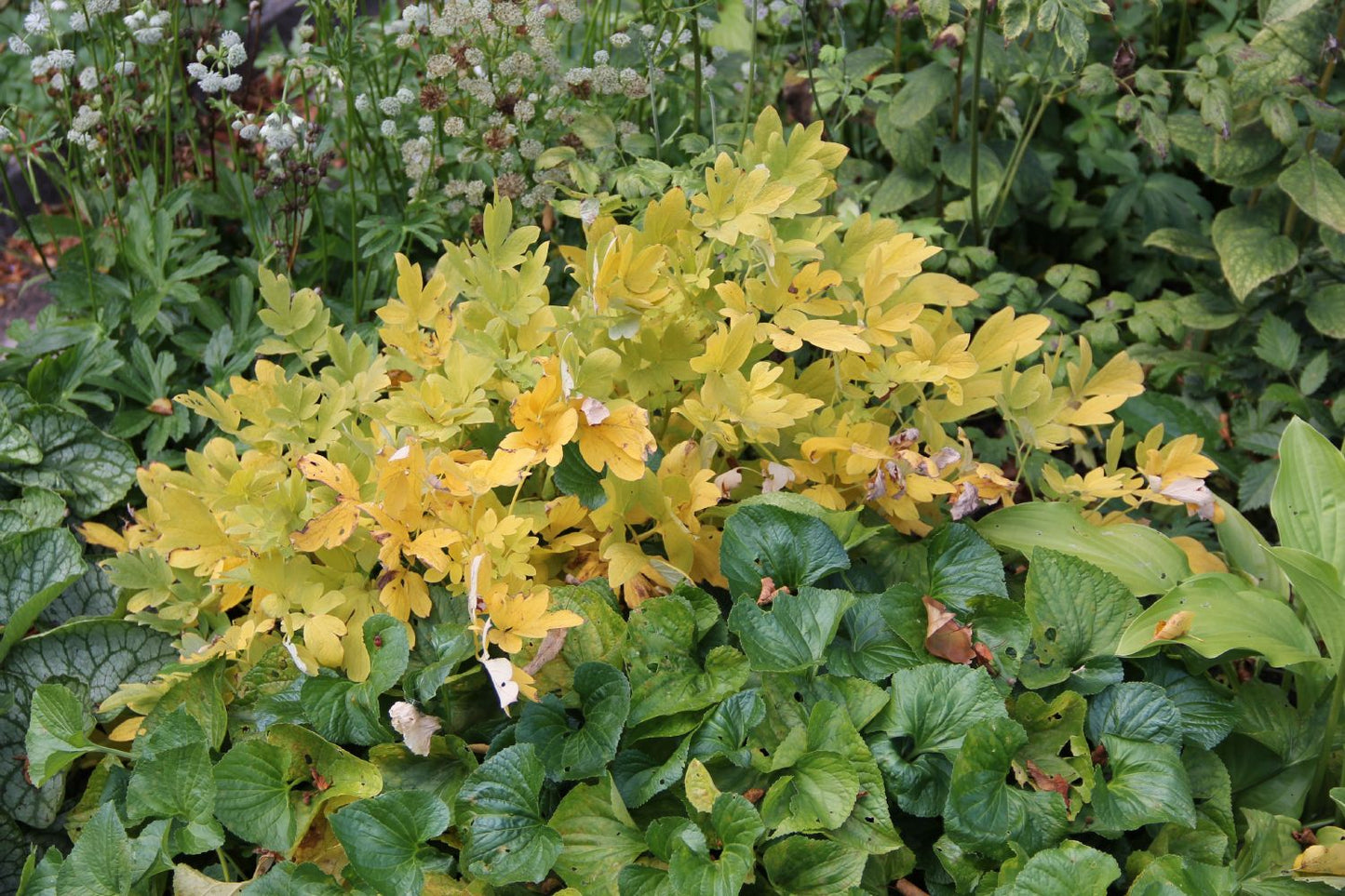 Dicentra spectabilis (Tränendes Herz | Hohe Herzblume)