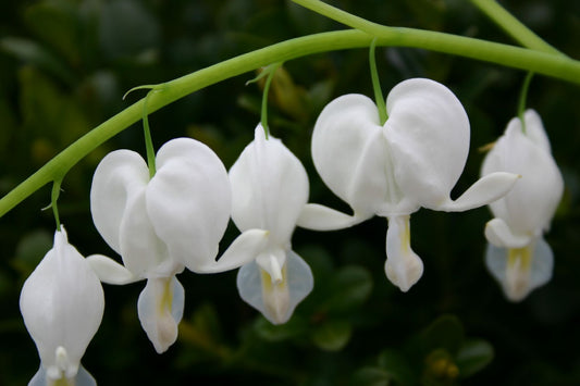Dicentra spectabilis 'Alba' Hohe Herzblume | Tränendes Herz