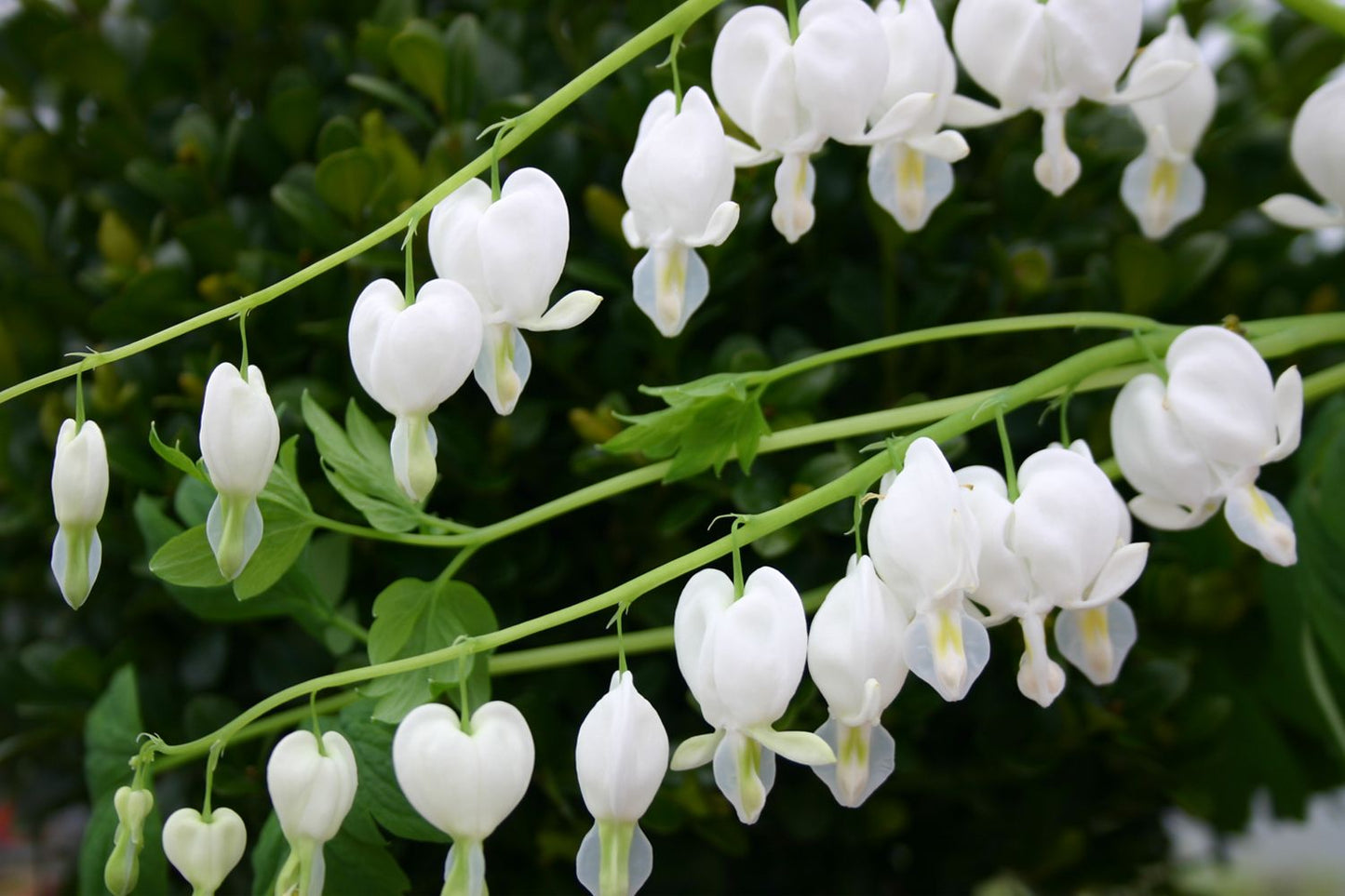 Dicentra spectabilis 'Alba' (Hohe Herzblume | Tränendes Herz)