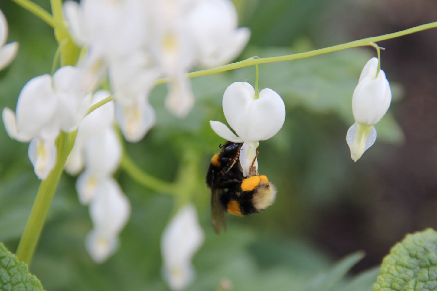 Dicentra spectabilis 'Alba' (Hohe Herzblume | Tränendes Herz)