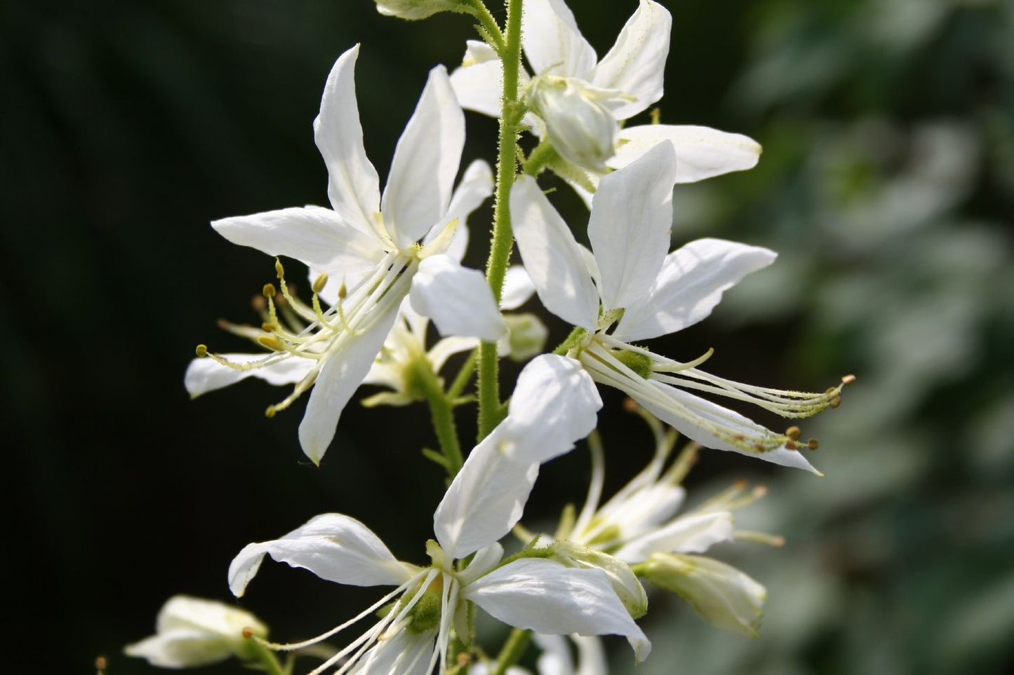 Dictamnus albus 'Albiflorus' Weißblühender Diptam