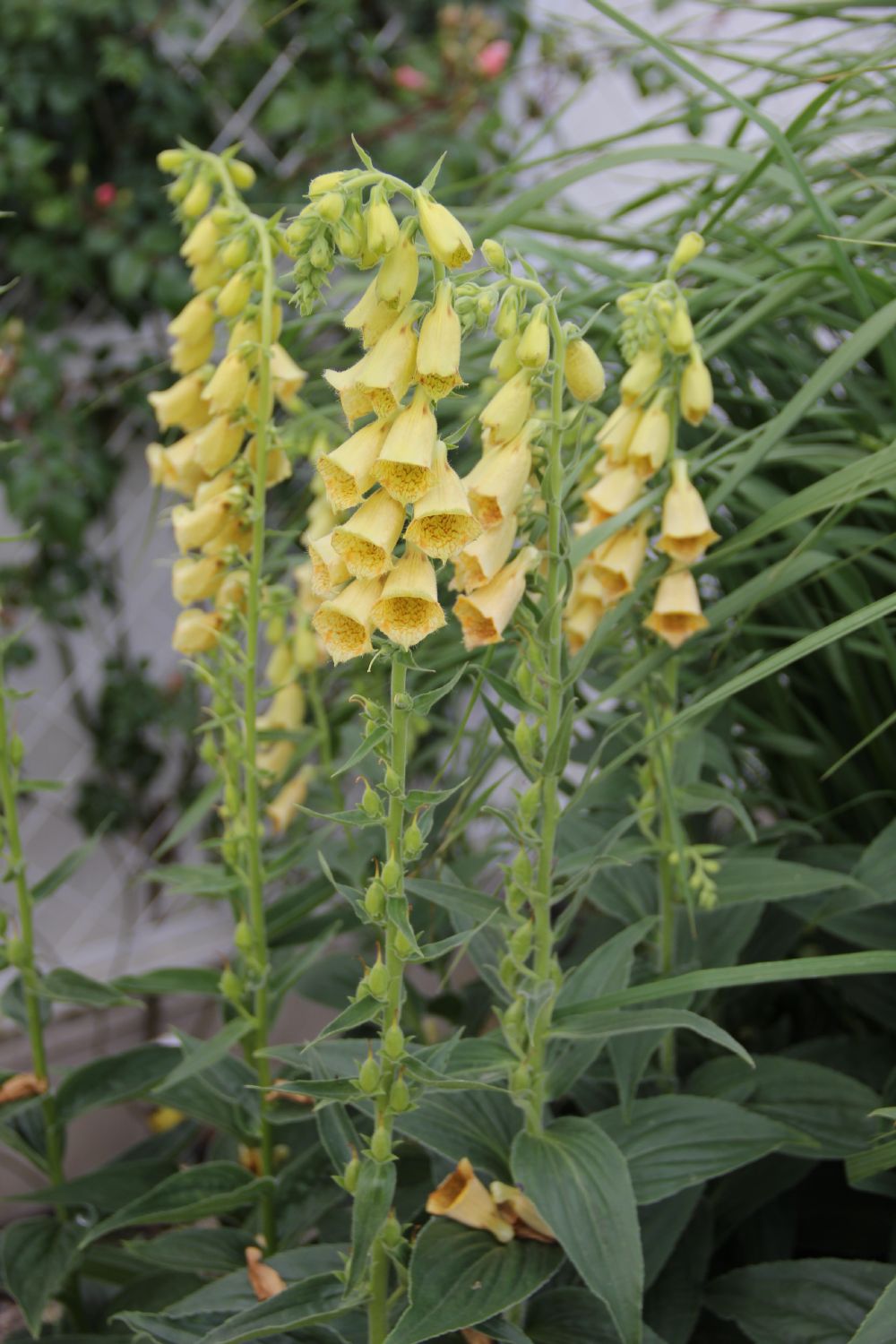 Digitalis grandiflora (Großblütiger Fingerhut)