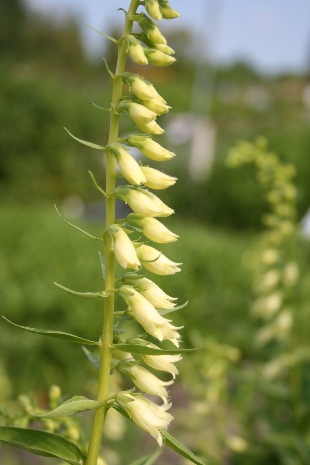 Digitalis lutea Gelbblühender Fingerhut