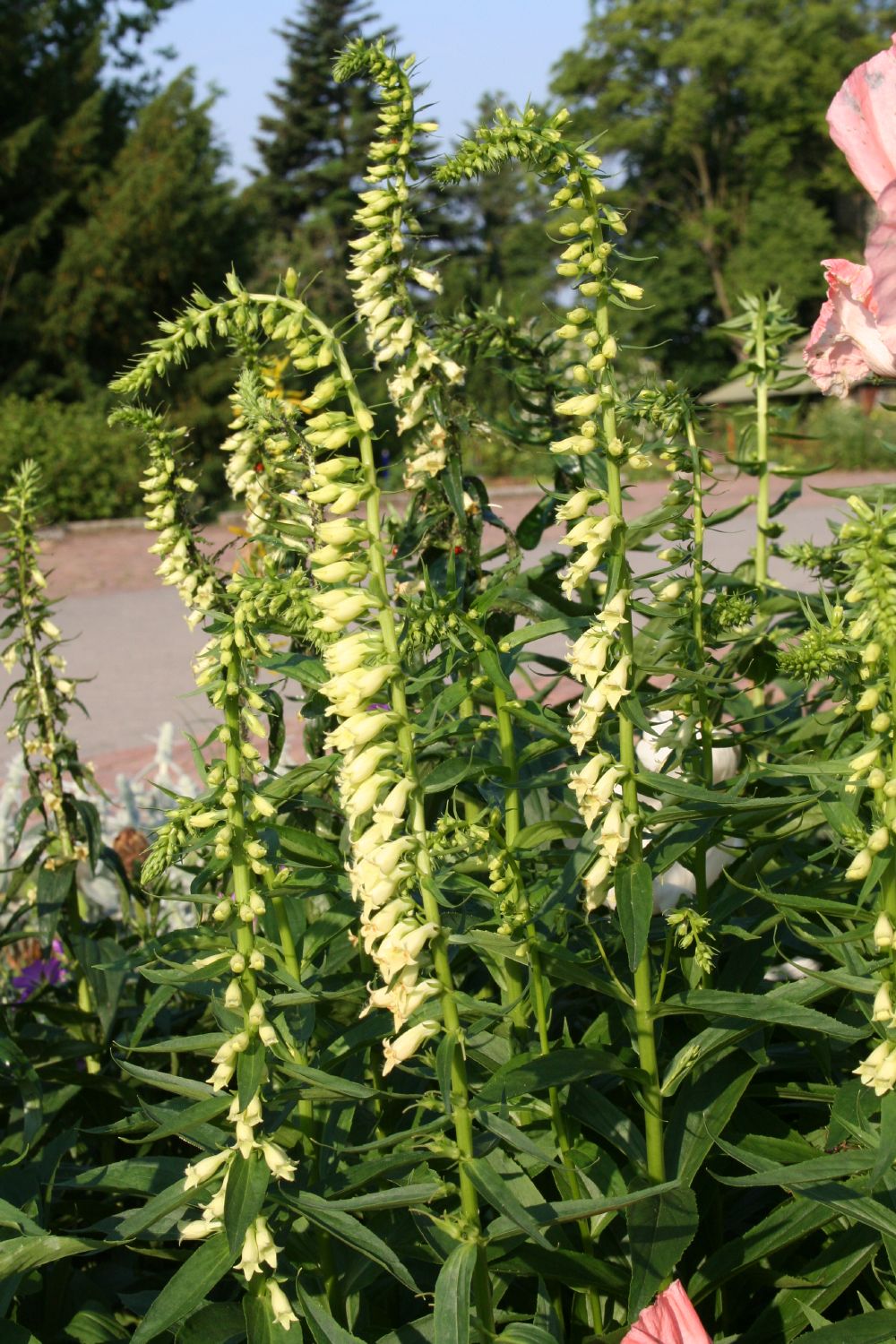 Digitalis lutea (Gelbblühender Fingerhut)