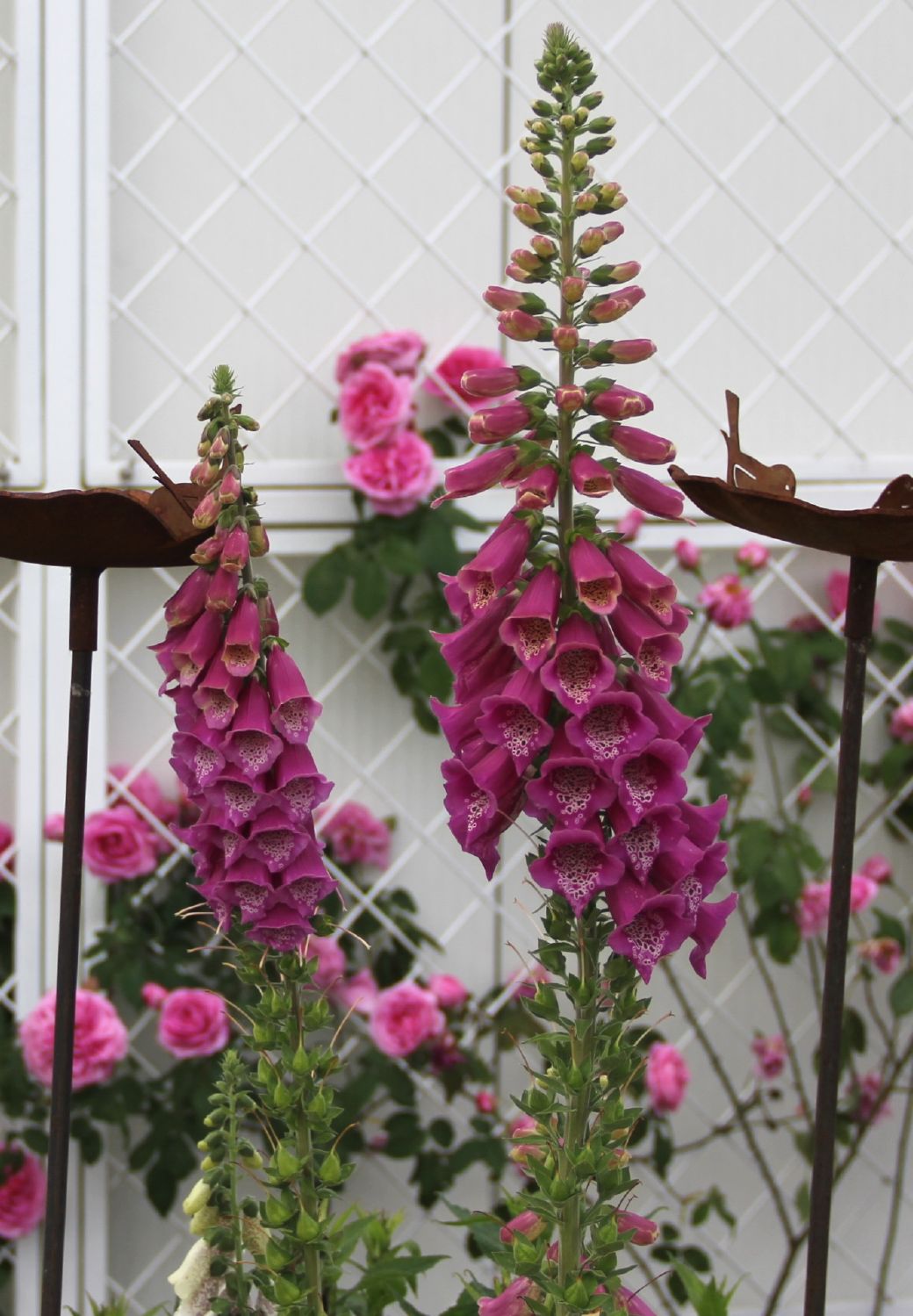 Digitalis purpurea (Rotblühender Fingerhut)