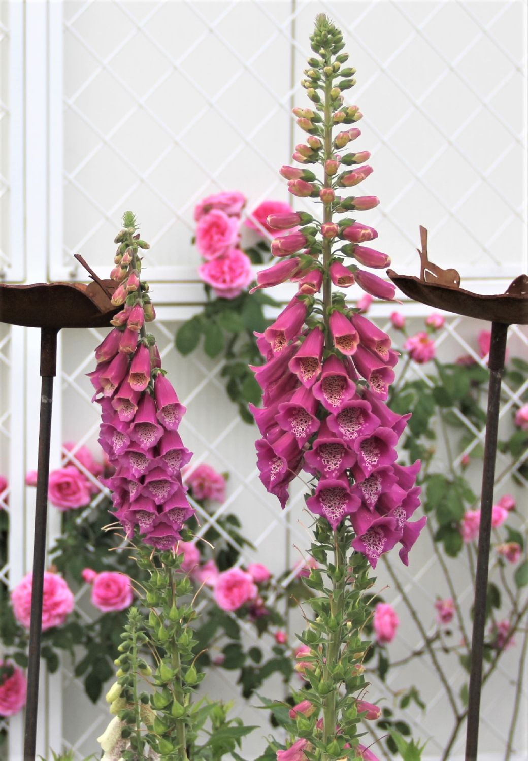 Digitalis purpurea 'Excelsior' (Garten-Fingerhut)