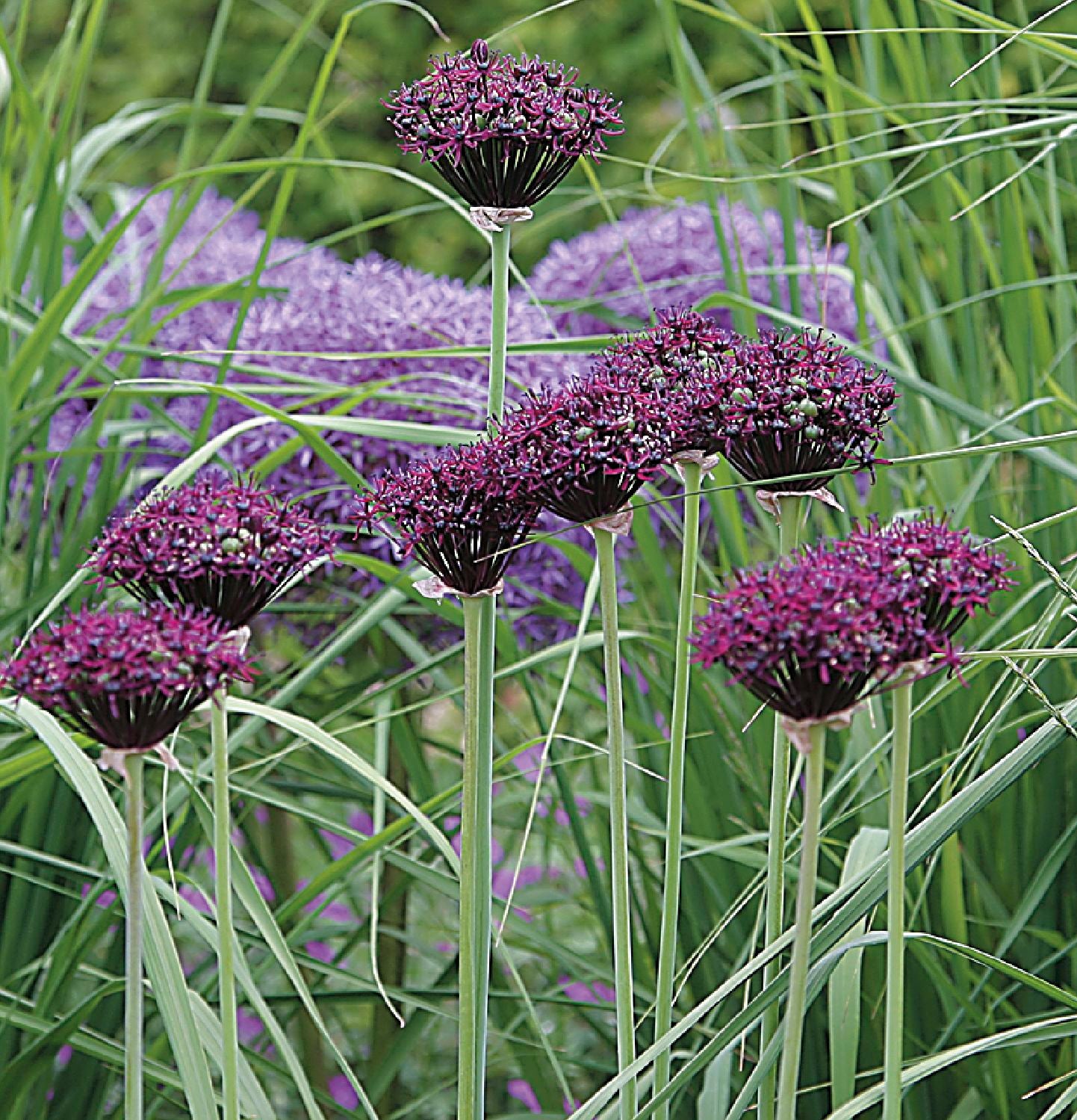 Allium atropurpureum Purpurblütiger Lauch | Granatkugellauch