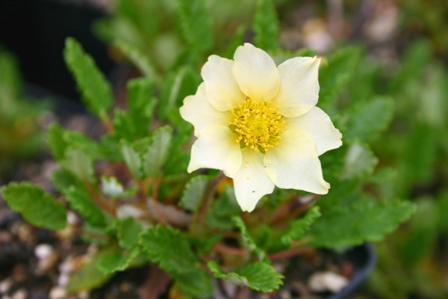 Dryas x suendermannii Sündermanns Silberwurz