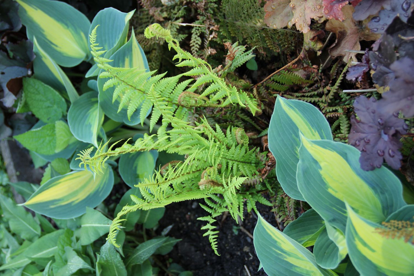 Dryopteris affinis (Goldschuppenfarn)