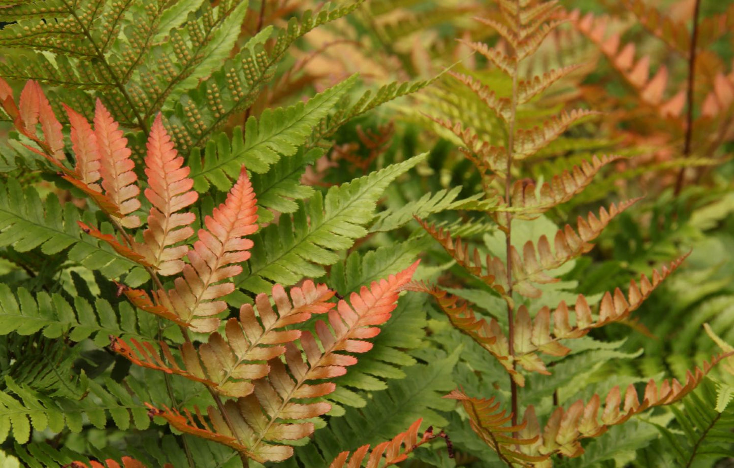 Dryopteris erythrosora Rotschleierfarn Dryopteris erythrosora Rotschleierfarn
