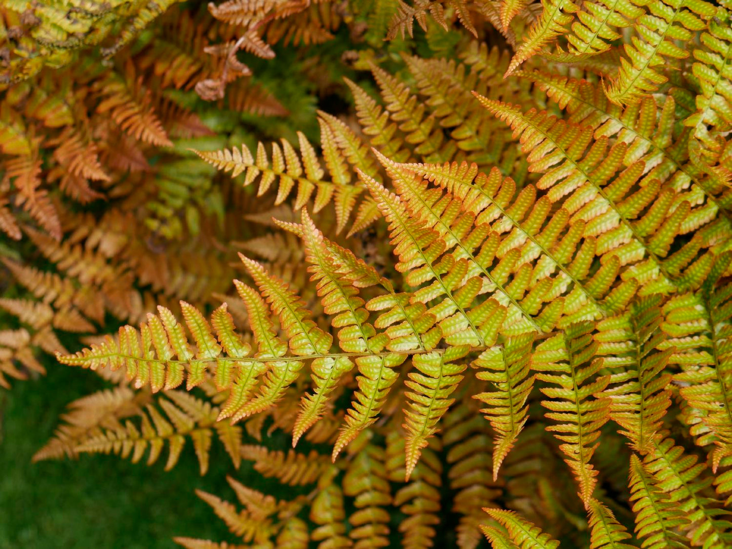 Dryopteris erythrosora (Rotschleierfarn) Dryopteris erythrosora (Rotschleierfarn)