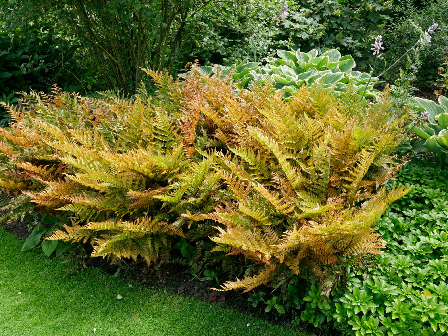 Dryopteris erythrosora (Rotschleierfarn) Dryopteris erythrosora (Rotschleierfarn)