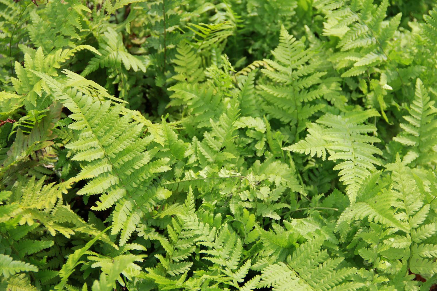 Dryopteris filix-mas Gewöhnlicher Wurmfarn Dryopteris filix-mas Gewöhnlicher Wurmfarn