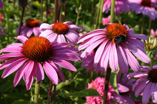 Echinacea purpurea 'Magnus' Scheinsonnenhut