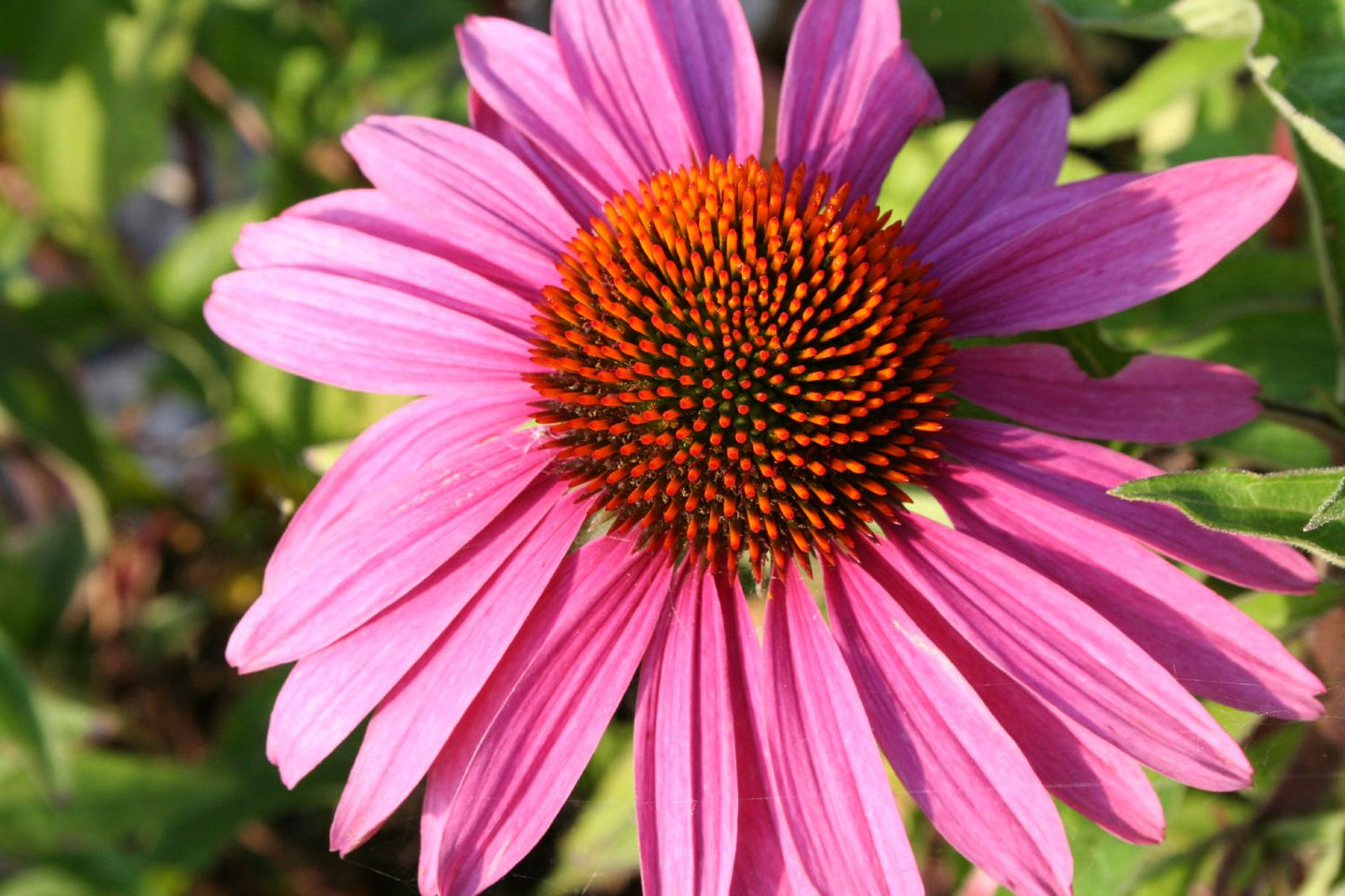 Echinacea purpurea 'Magnus' (Scheinsonnenhut)
