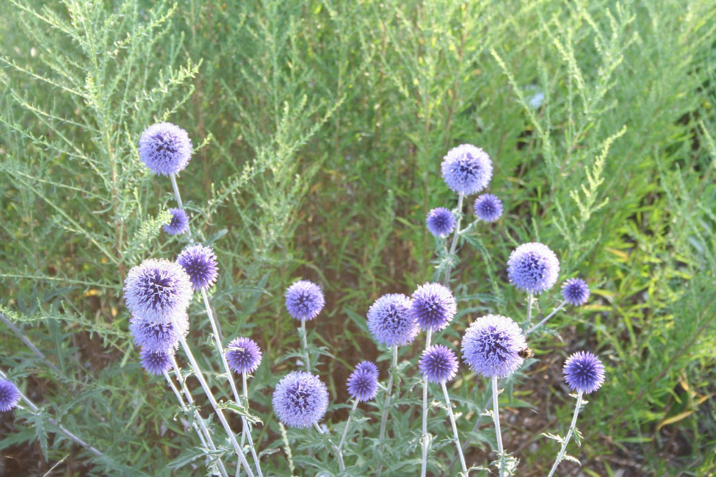 Echinops ritro 'Veitch´s Blue' (Veitchs-Garten-Kugeldistel)