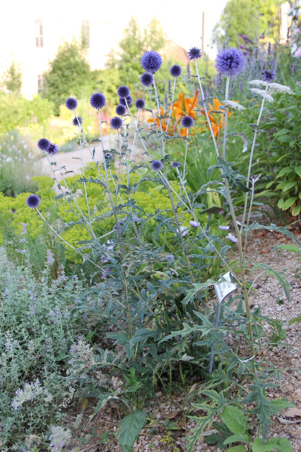 Echinops ritro 'Veitch´s Blue' (Veitchs-Garten-Kugeldistel)