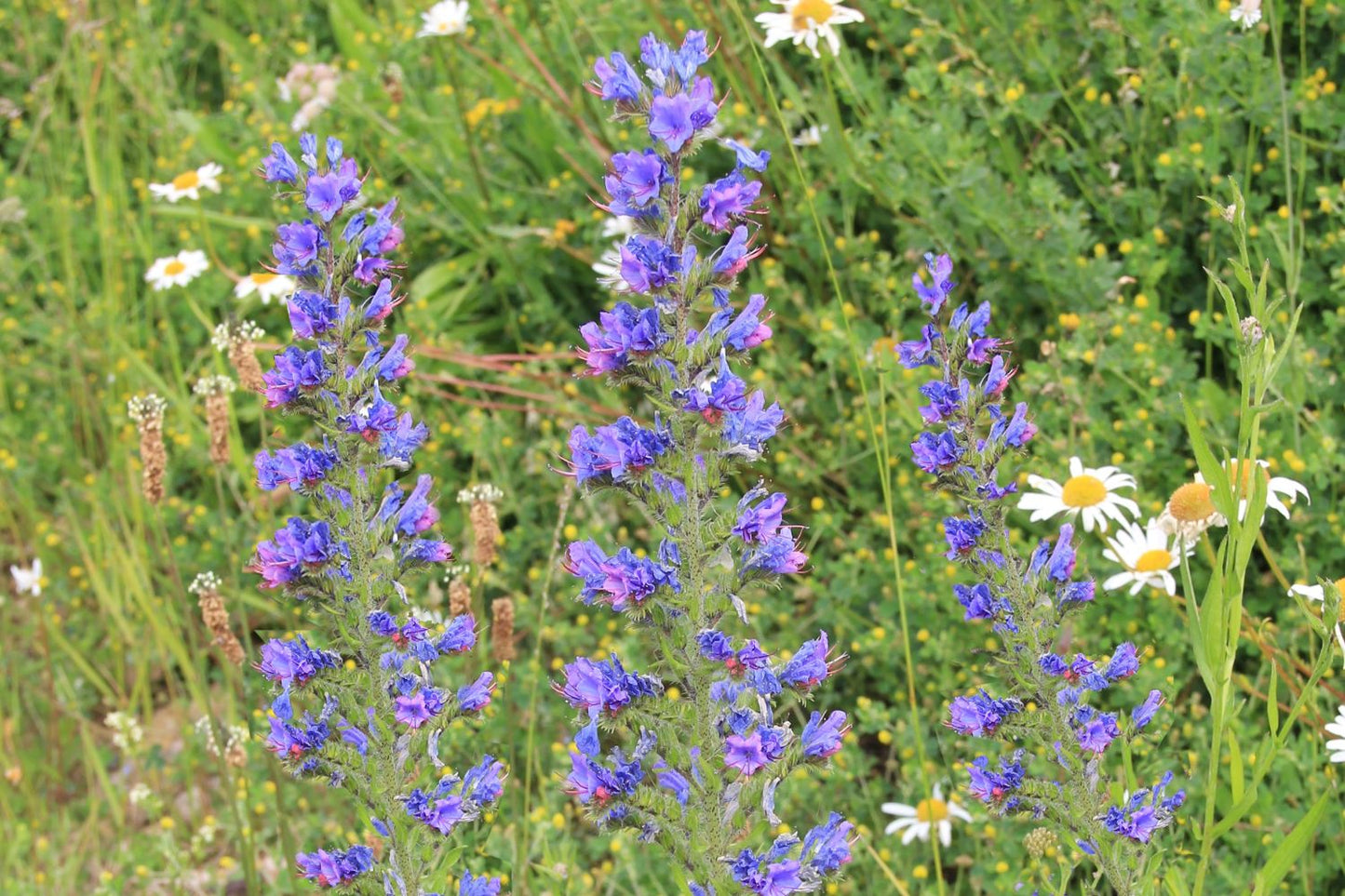 Echium vulgare Gewöhnlicher Natternkopf