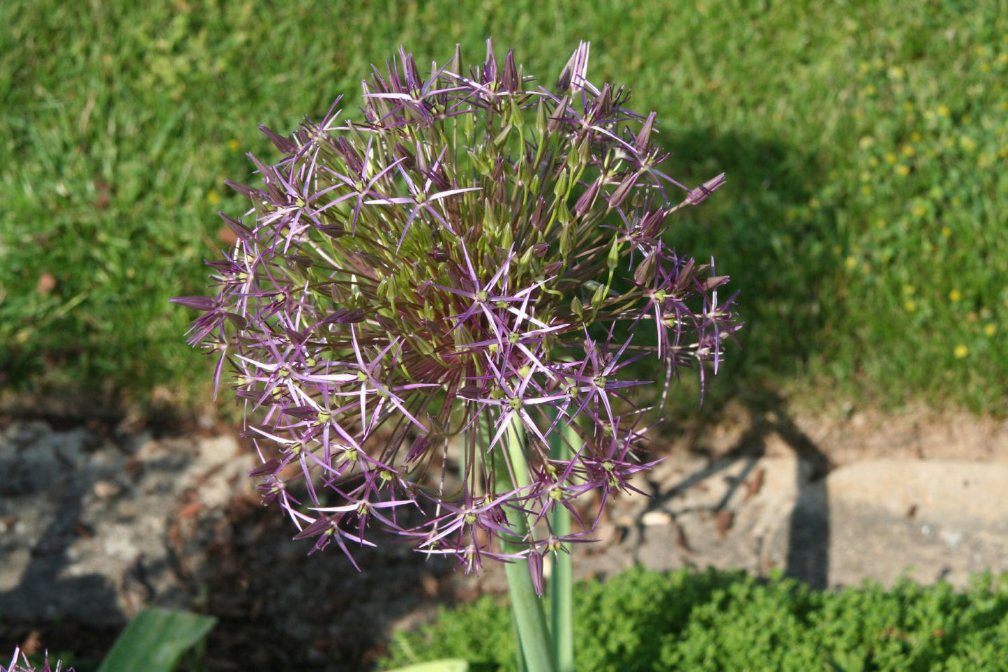 Allium christophii Sternkugel-Lauch Allium christophii Sternkugel-Lauch