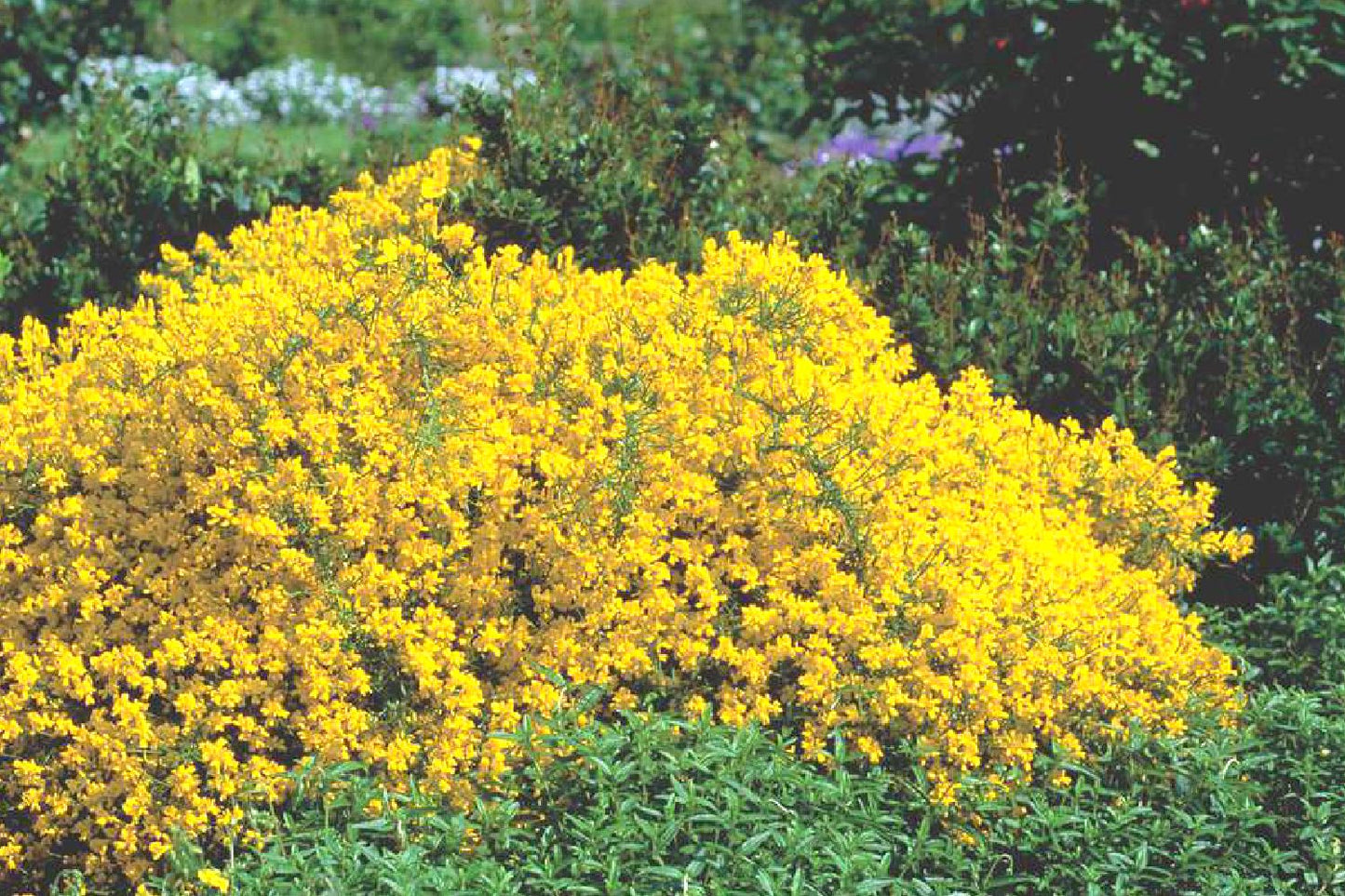 Genista lydia Steinginster