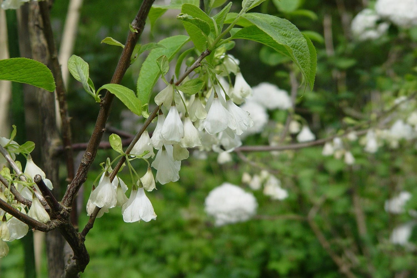 Halesia carolina 'Uconn Wedding Bells' Schneeglöckchenbaum