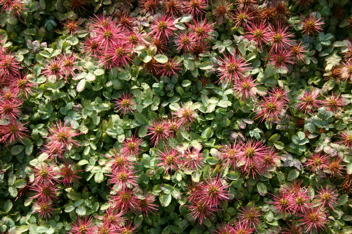 Acaena buchananii Blaugrünes Stachelnüsschen