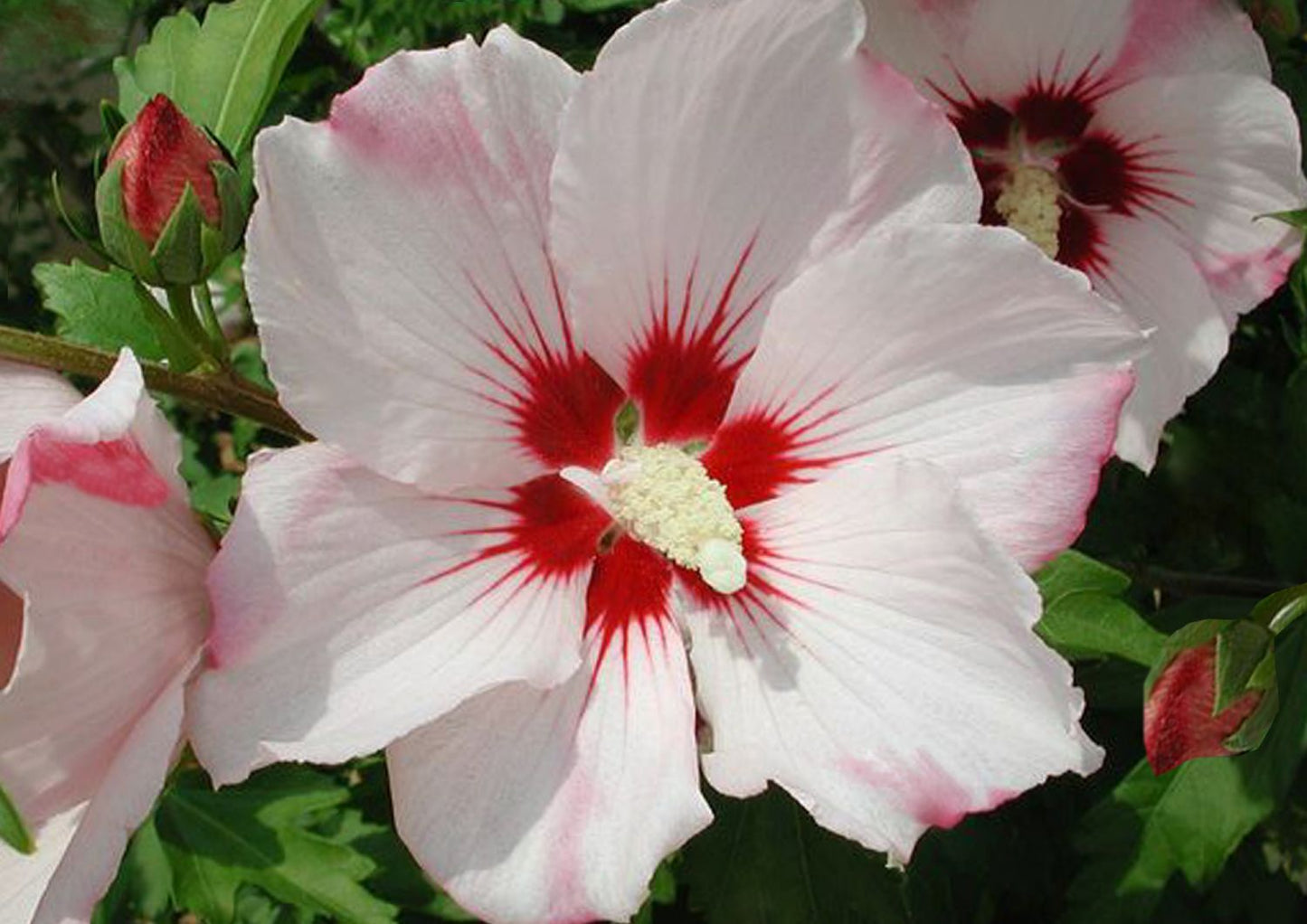 Hibiscus syriacus 'Hamabo' Roseneibisch