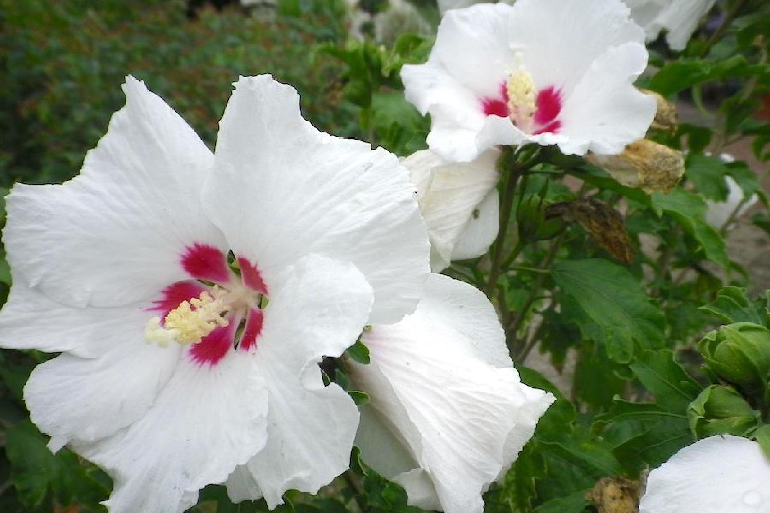 Hibiscus syriacus 'Red Heart' Roseneibisch