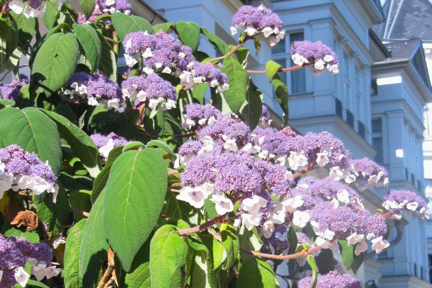 Hydrangea aspera 'Macrophylla' Fellhortensie 'Macrophylla'