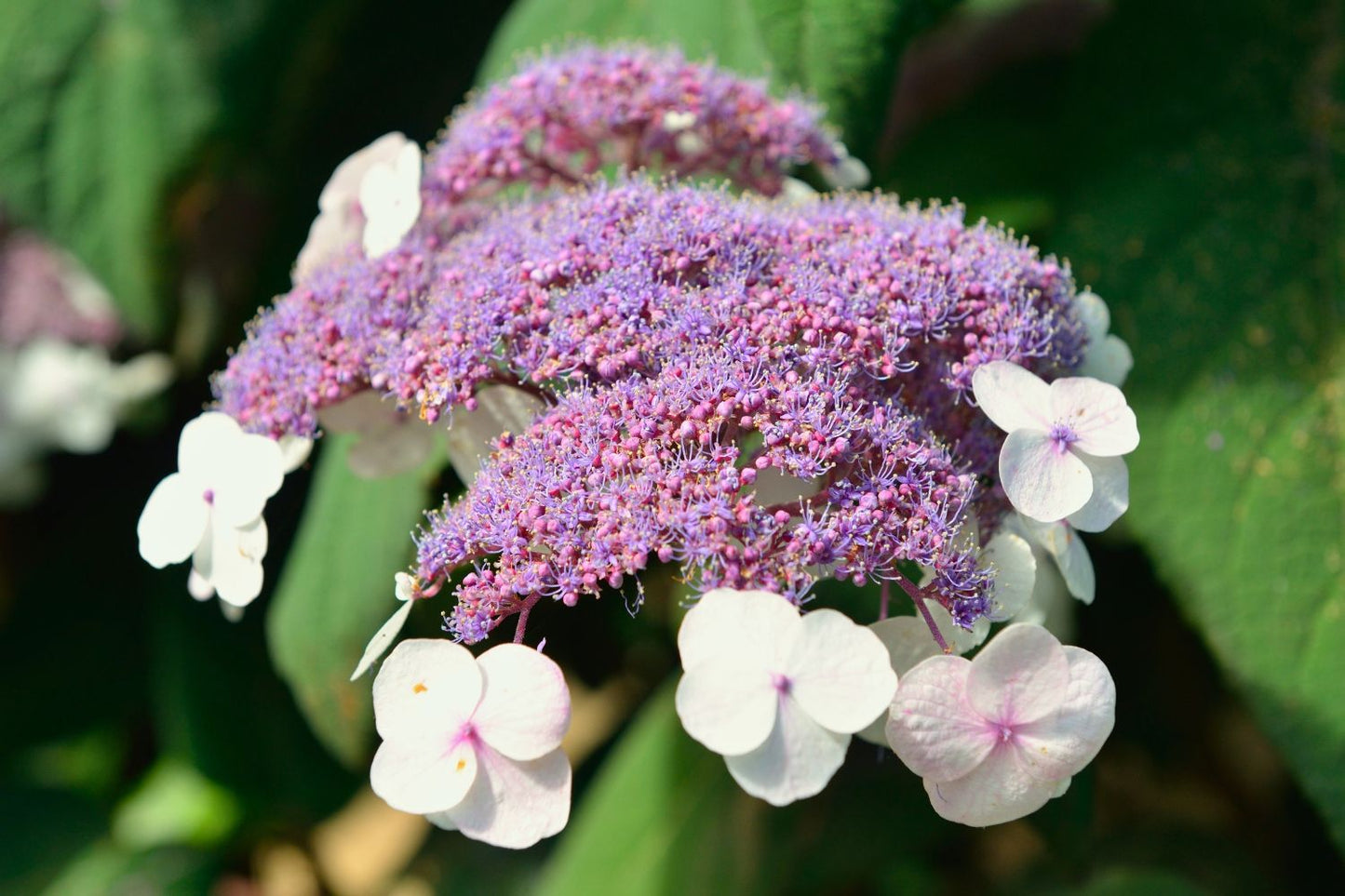 Hydrangea aspera 'Macrophylla' (Fellhortensie 'Macrophylla')