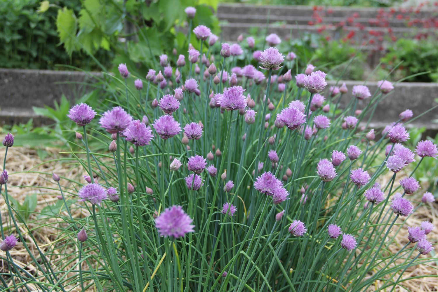 Allium schoenoprasum, Schnittlauch Schnitt-Lauch