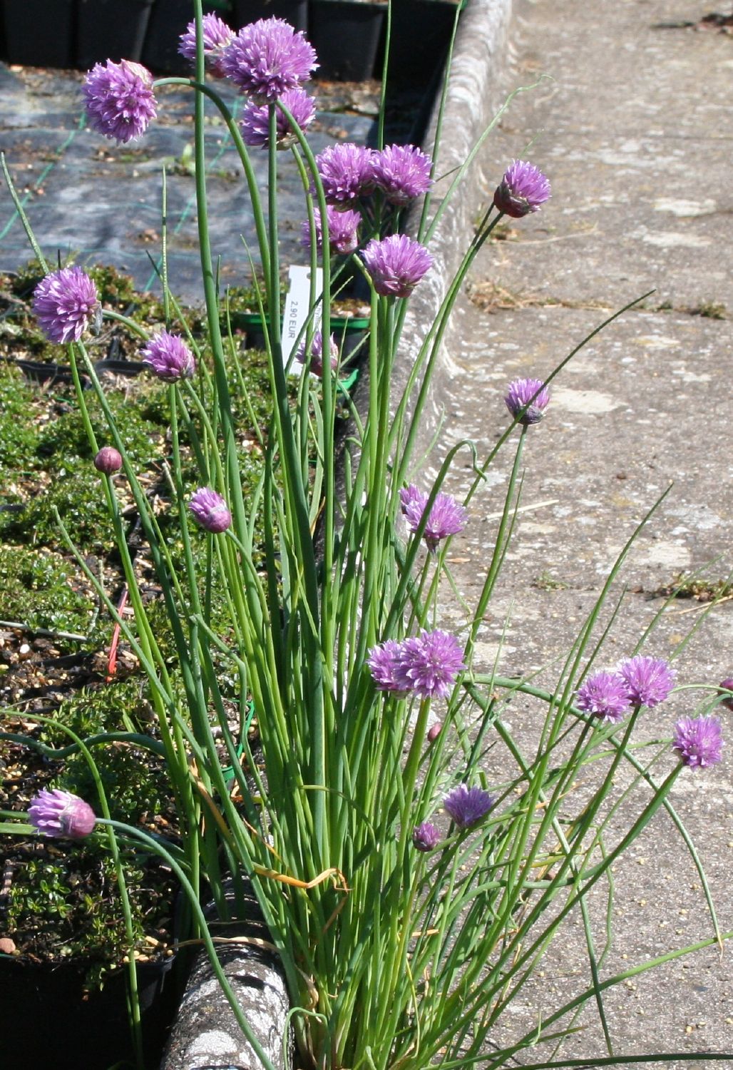 Allium schoenoprasum, Schnittlauch (Schnitt-Lauch)