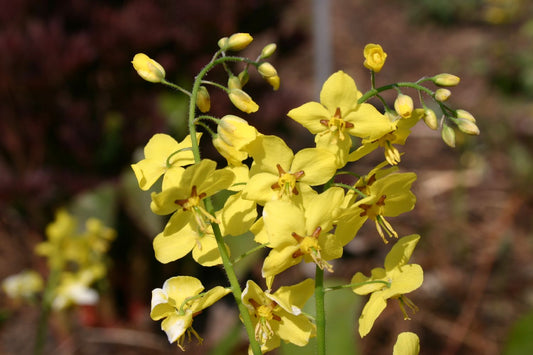Epimedium x perralchicum 'Frohnleiten' Elfenblume