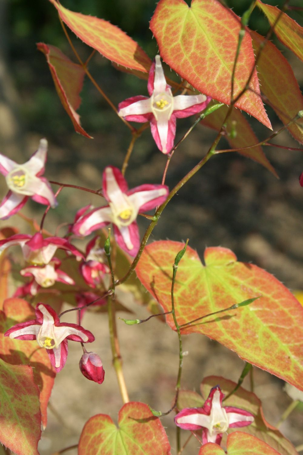 Epimedium x rubrum (Garten-Elfenblume)
