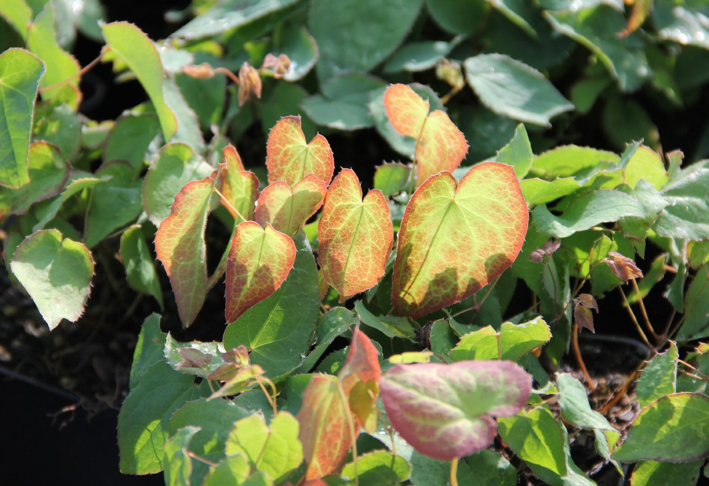 Epimedium x rubrum (Garten-Elfenblume)