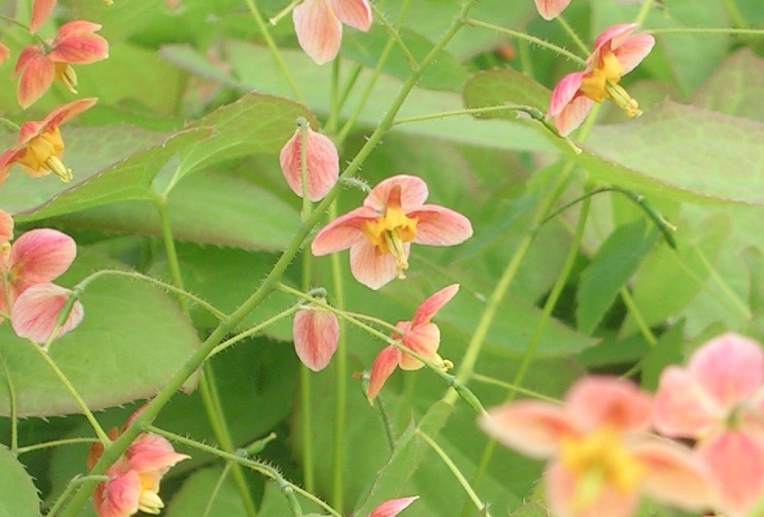 Epimedium x warleyense 'Orangekönigin' Warley-Garten-Elfenblume