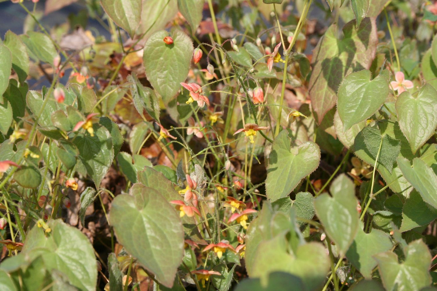 Epimedium x warleyense 'Orangekönigin' (Warley-Garten-Elfenblume)