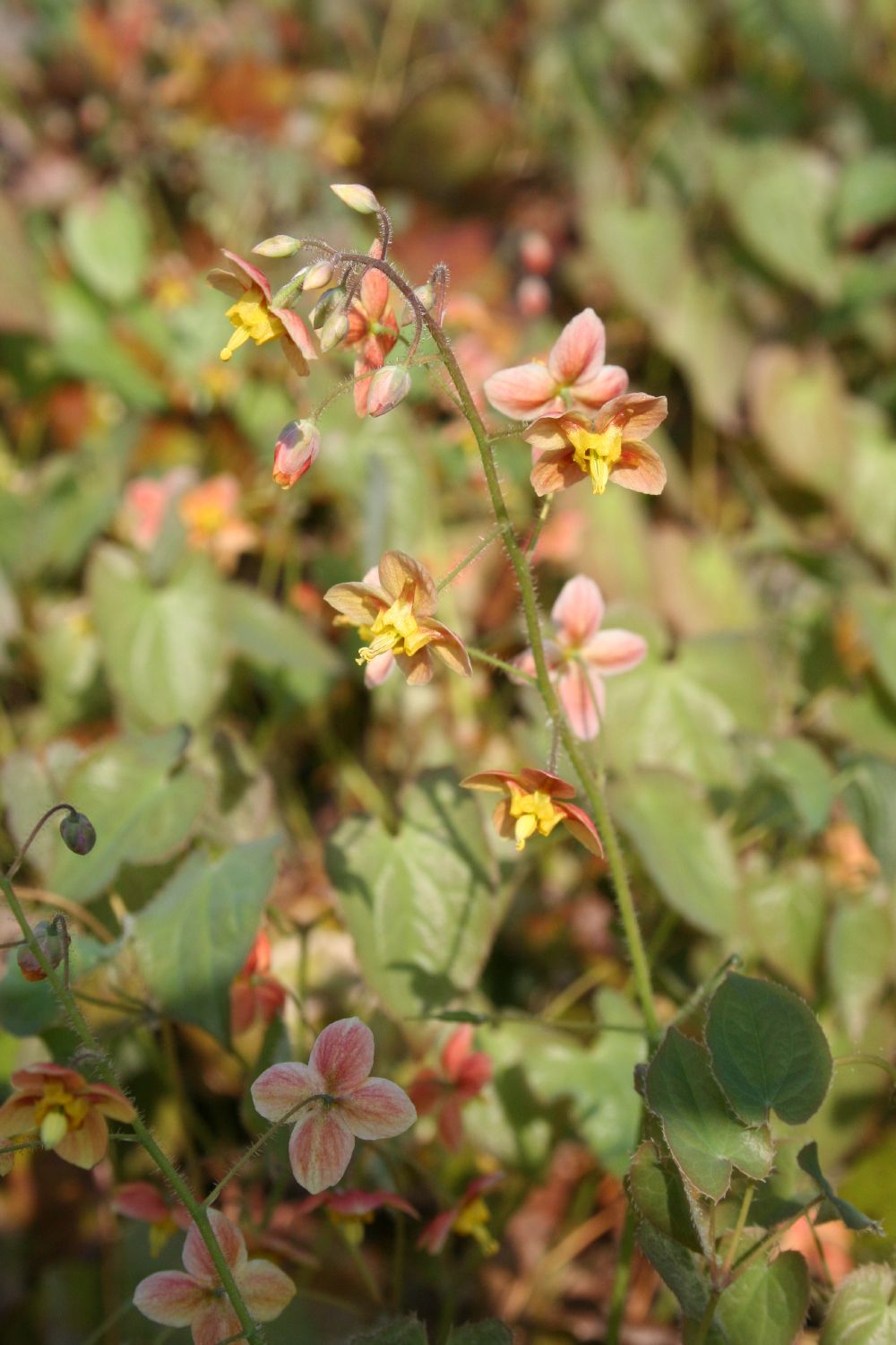 Epimedium x warleyense 'Orangekönigin' (Warley-Garten-Elfenblume)