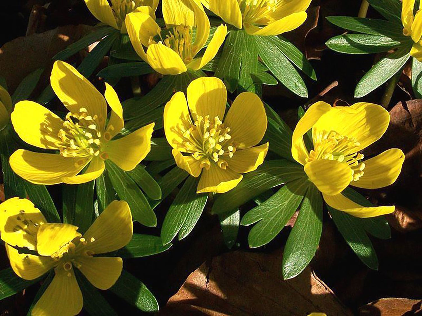 Eranthis hyemalis Heimischer Winterling