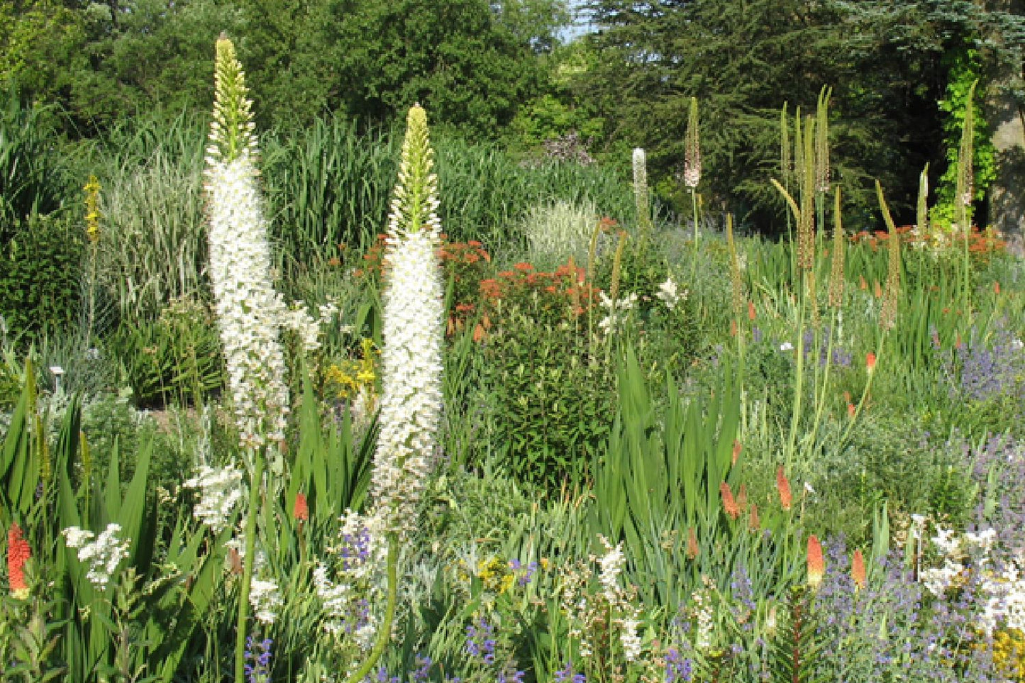 Eremurus himalaicus Himalaya-Steppenkerze Eremurus himalaicus Himalaya-Steppenkerze