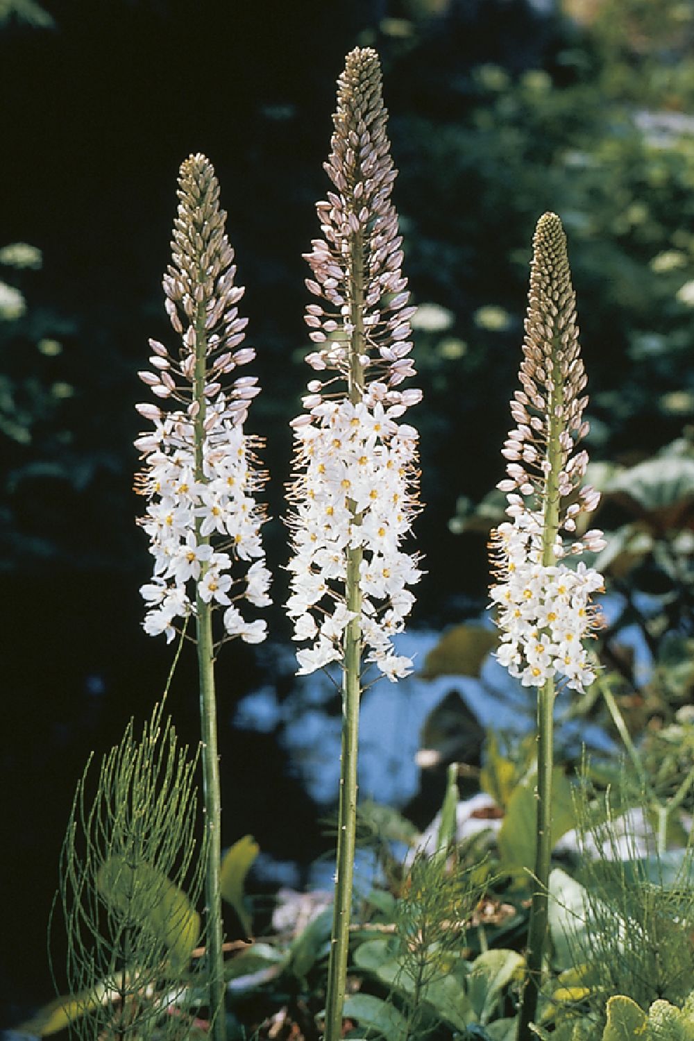 Eremurus robustus Riesen-Steppenkerze Eremurus robustus Riesen-Steppenkerze