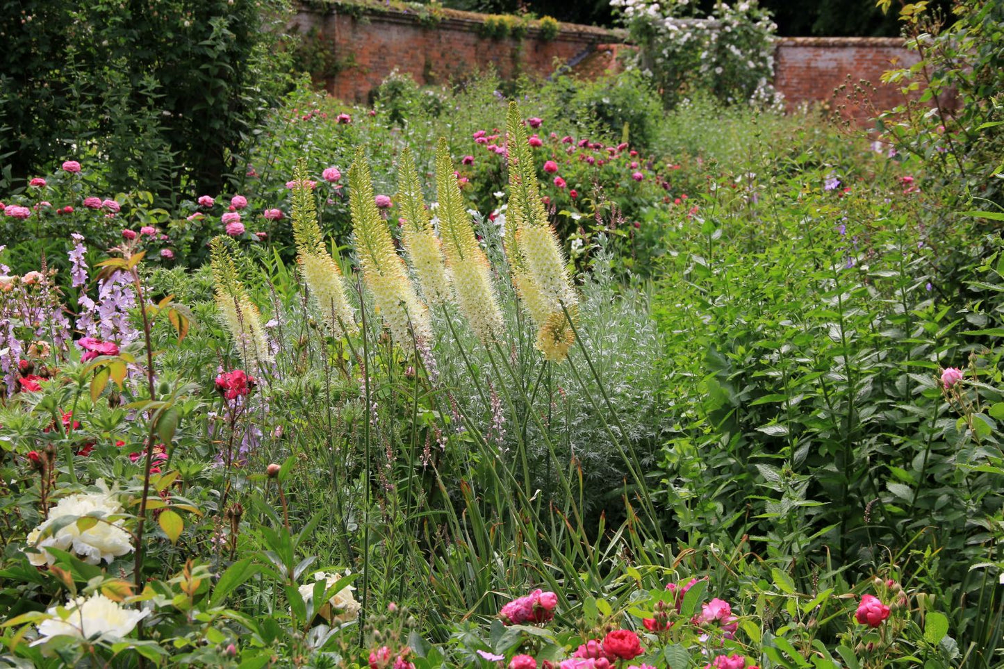 Eremurus stenophyllus ssp. stenophyllus Schmalblättrige Steppenkerze