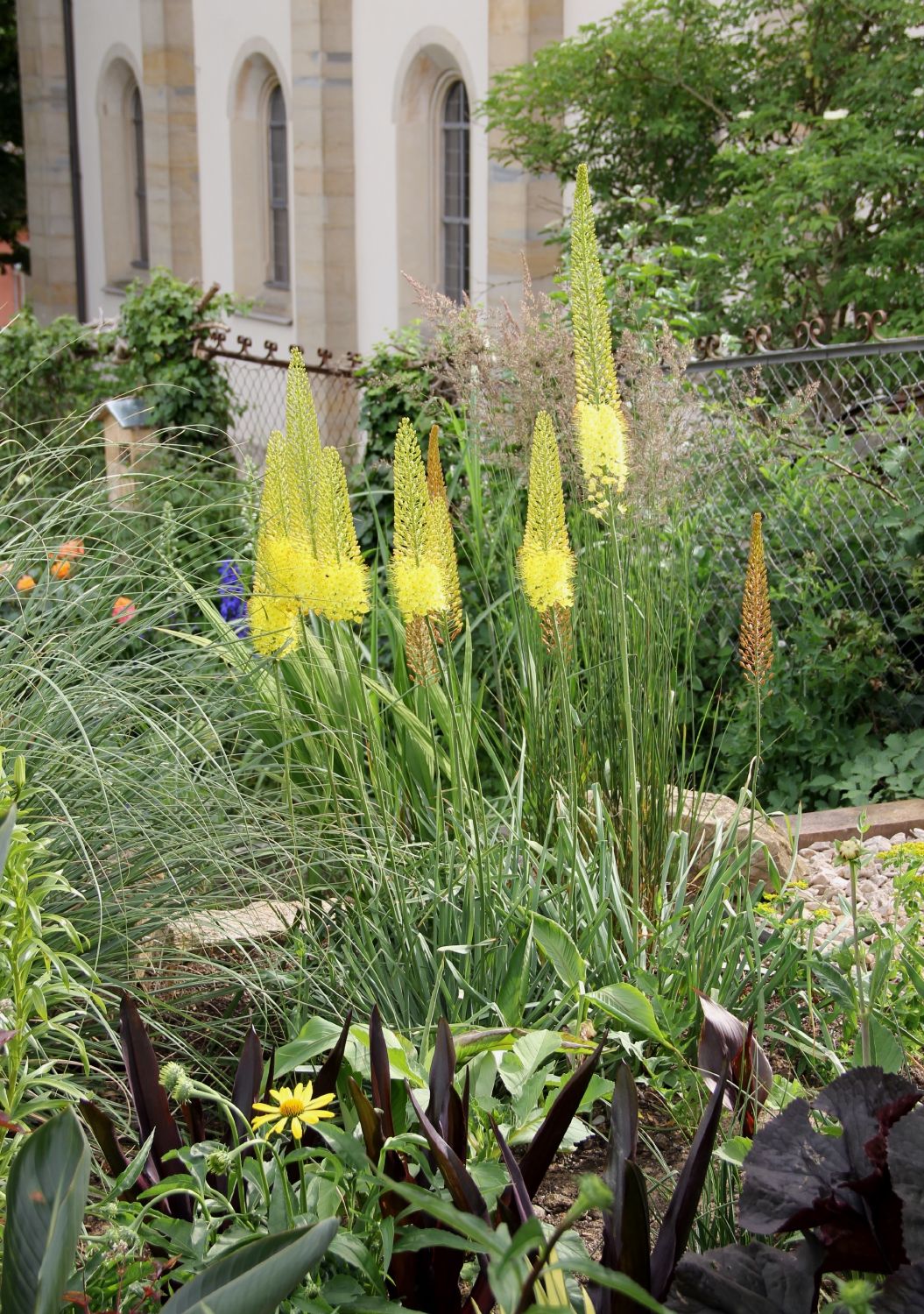 Eremurus stenophyllus ssp. stenophyllus (Schmalblättrige Steppenkerze)