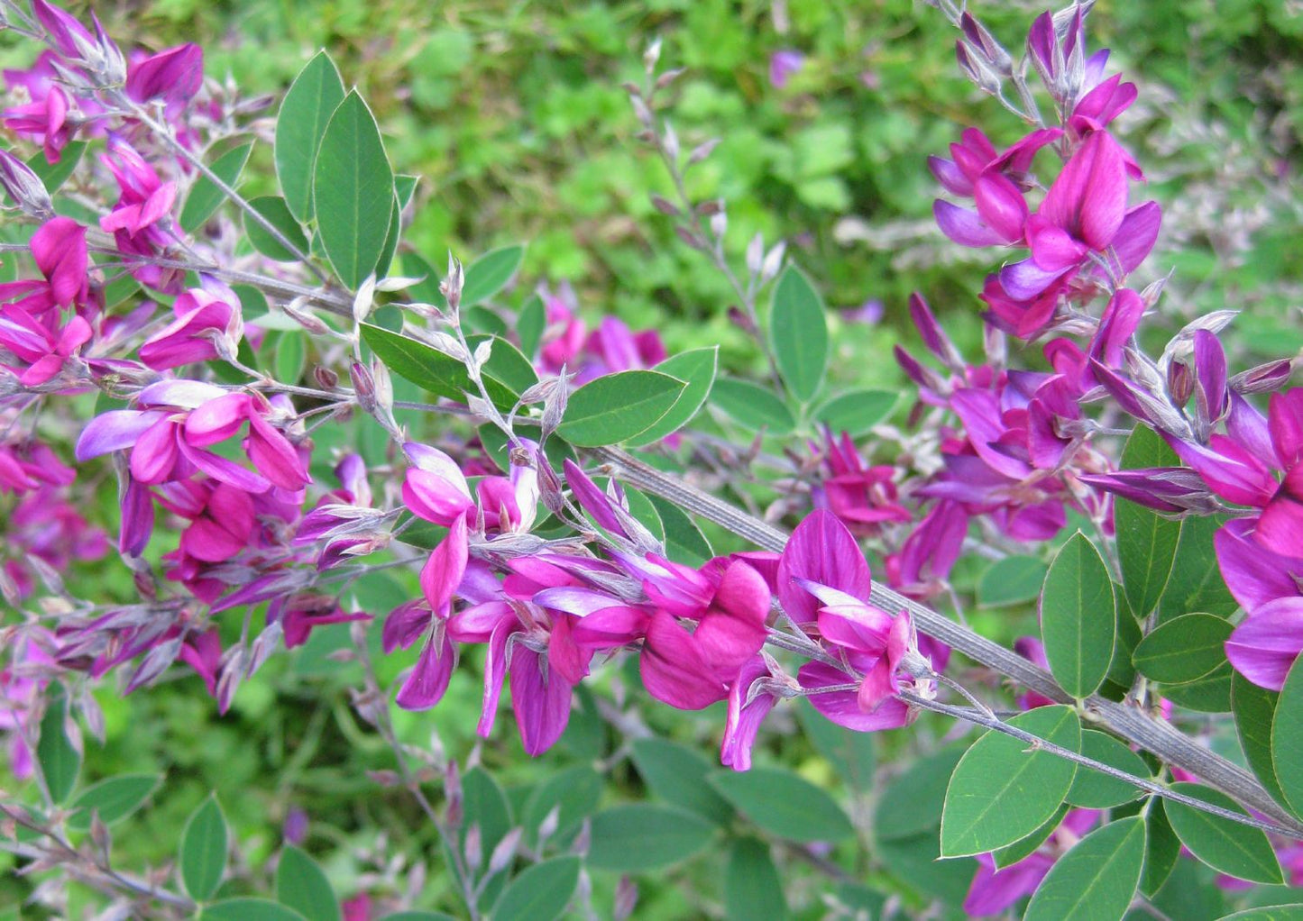 Lespedeza thunbergii Thunbergs Buschklee