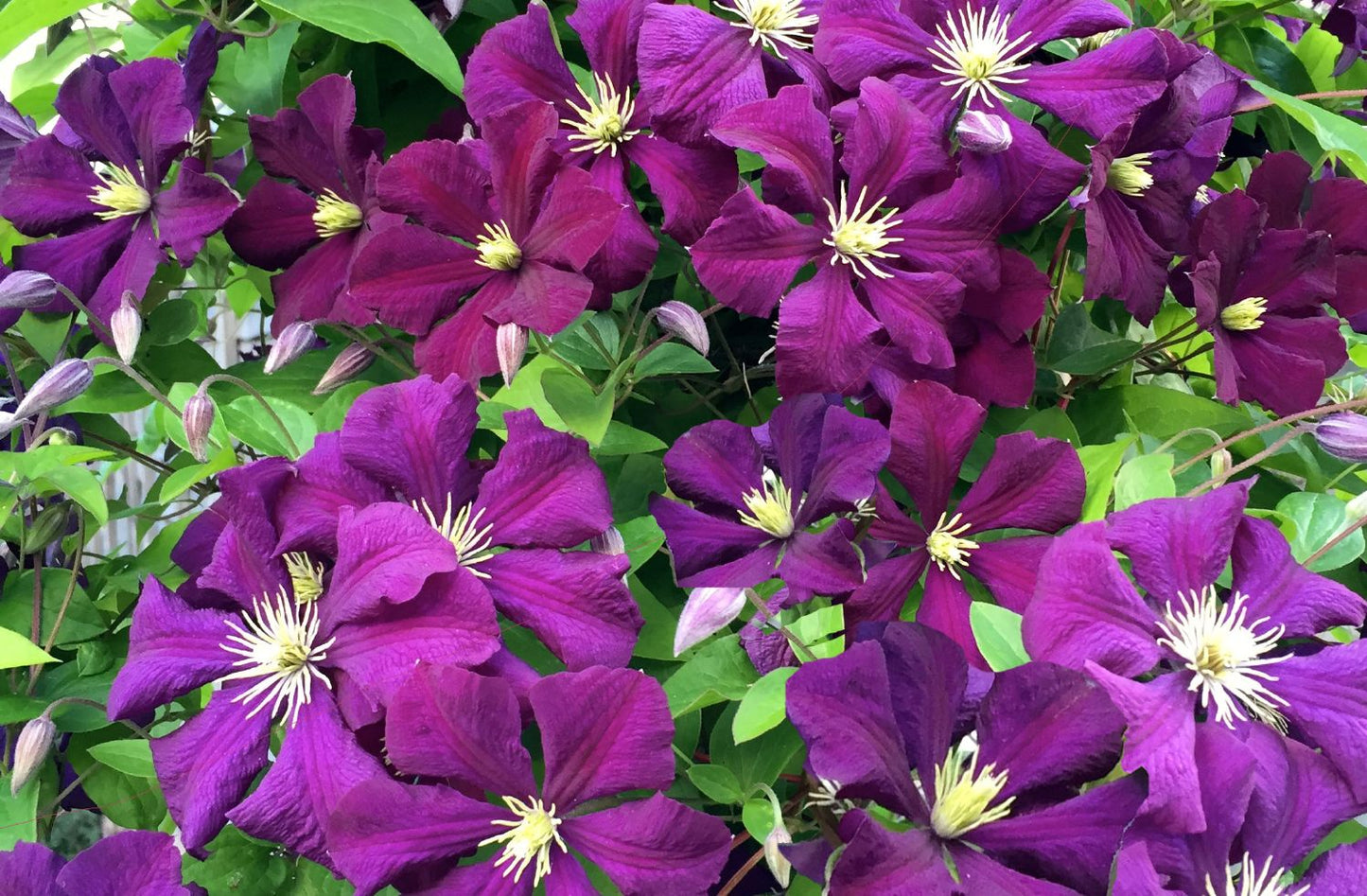 Clematis 'Etoile Violette' Waldrebe