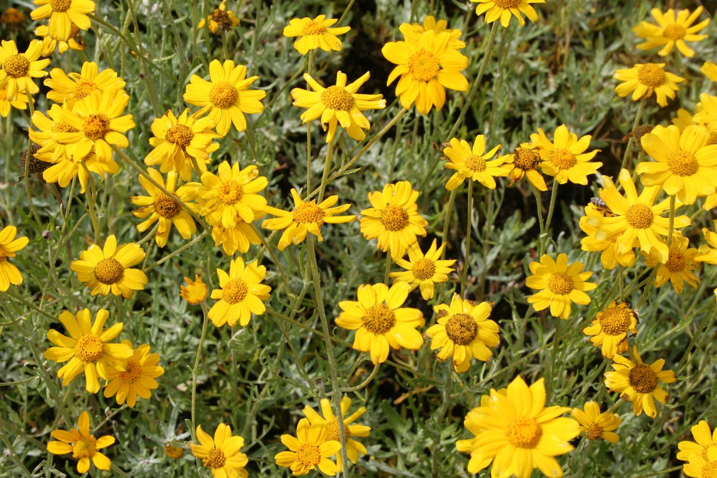 Eriophyllum lanatum Wüstengoldaster Eriophyllum lanatum Wüstengoldaster