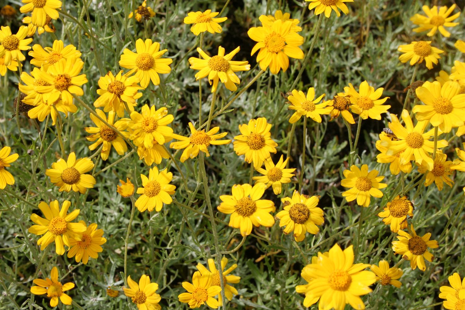 Eriophyllum lanatum Wüstengoldaster