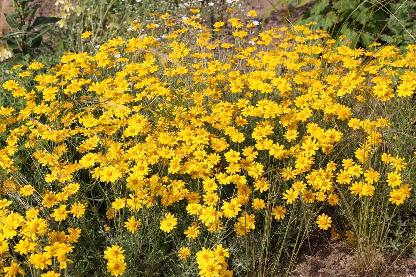 Eriophyllum lanatum (Wüstengoldaster) Eriophyllum lanatum (Wüstengoldaster)