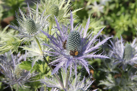 Eryngium alpinum 'Blue Star' Mannstreu